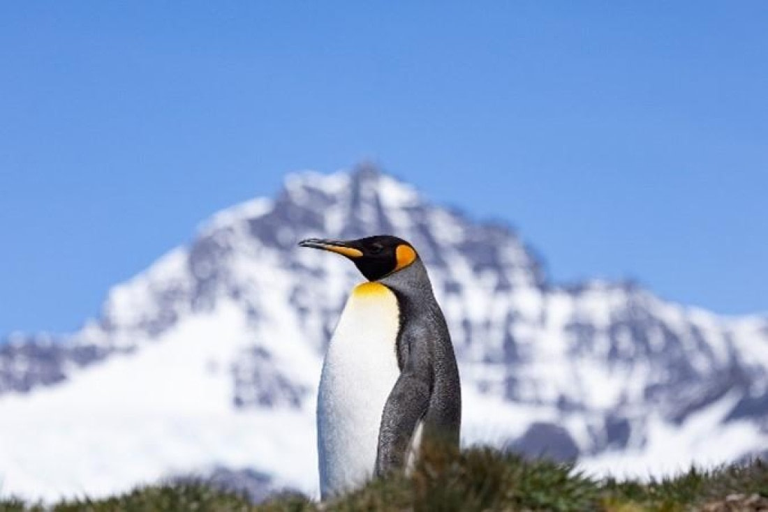 PLA24-24, Day 9, King penguin © Unknown photographer - Oceanwide Expeditions.jpg