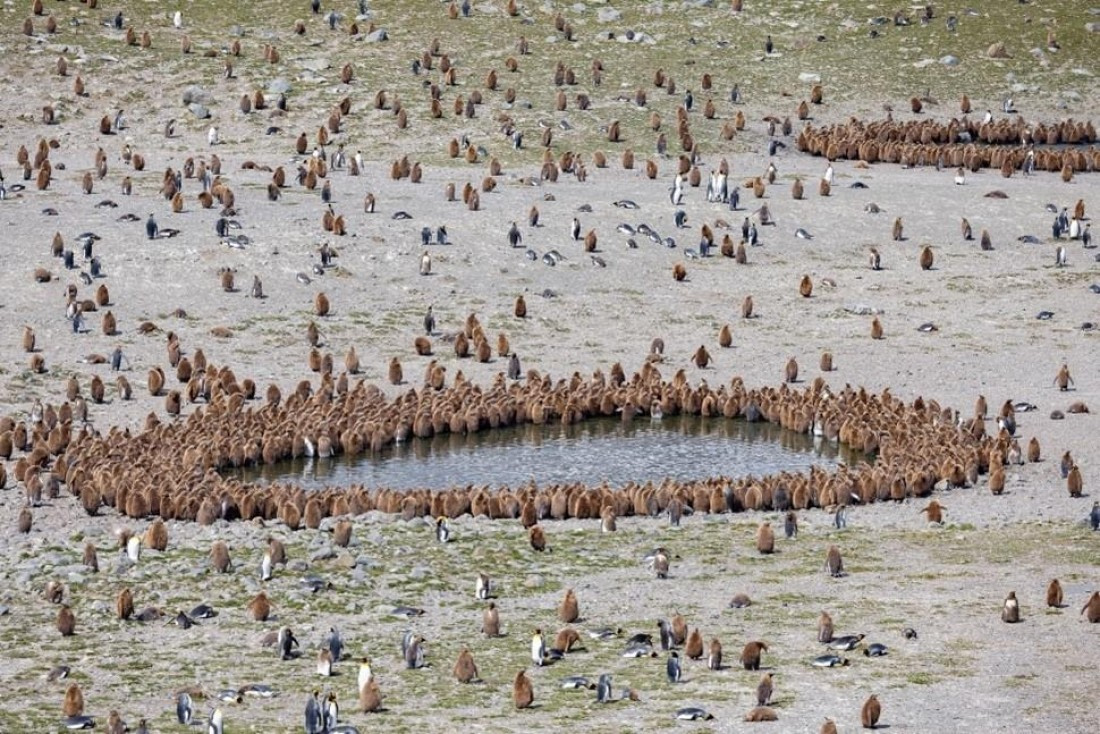 PLA24-24, Day 9, King penguins © Unknown photographer - Oceanwide Expeditions.jpg