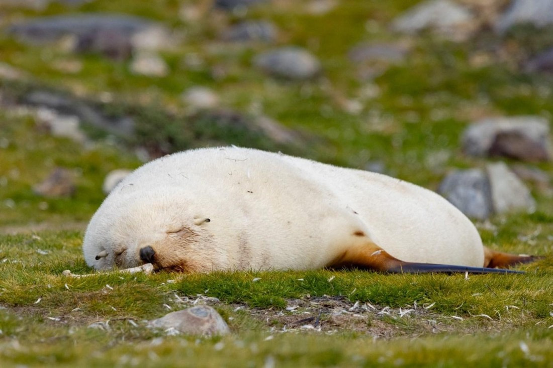 PLA24-24, Day 9, Leucistic fur seal © Unknown photographer - Oceanwide Expeditions.jpg