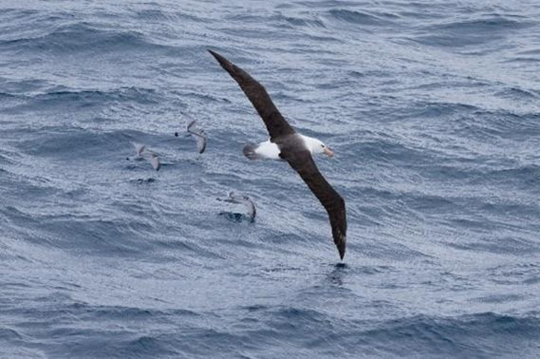 PLA24-24, Day 10, Bird © Unknown photographer - Oceanwide Expeditions.jpg