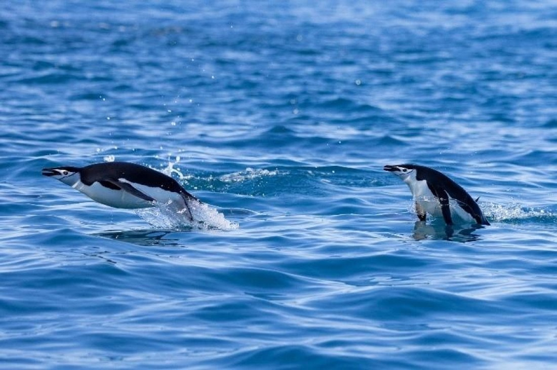 PLA24-24, Day 10, Chinstrap penguins © Unknown photographer - Oceanwide Expeditions.jpg