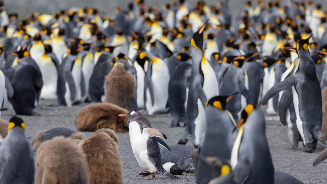 PLA24-24, Day 10, King penguins © Unknown photographer - Oceanwide Expeditions.jpg