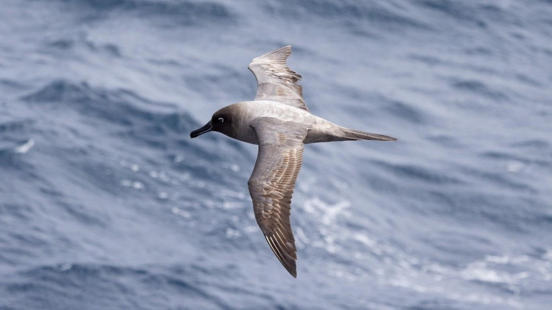 PLA24-24, Day 11, Bird © Unknown photographer - Oceanwide Expeditions.jpg