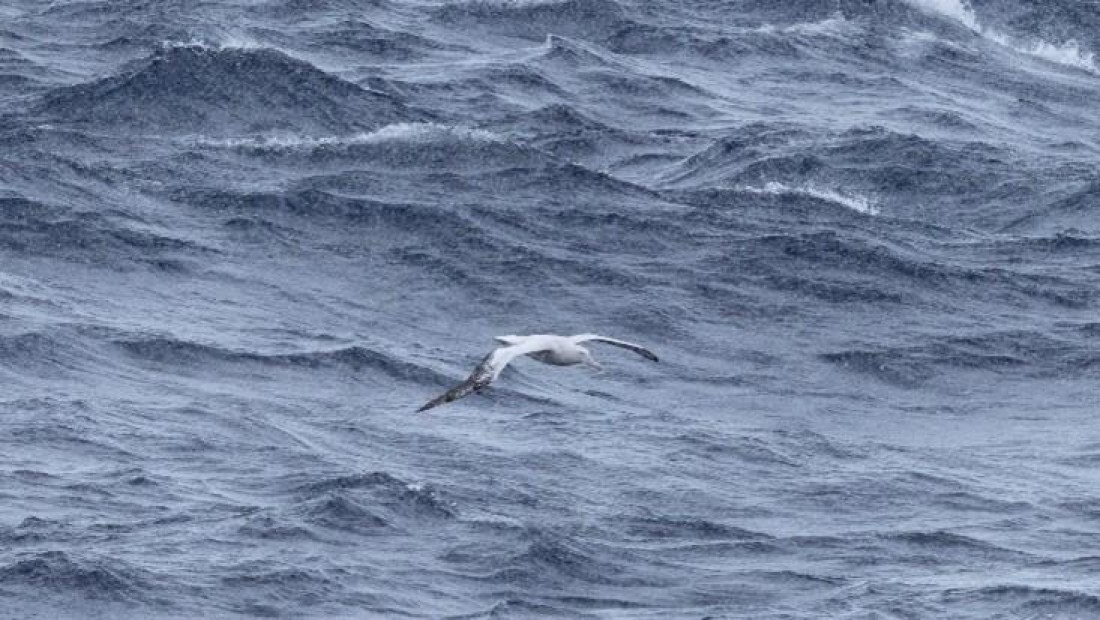 PLA24-24, Day 11, Bird 2 © Unknown photographer - Oceanwide Expeditions.jpg