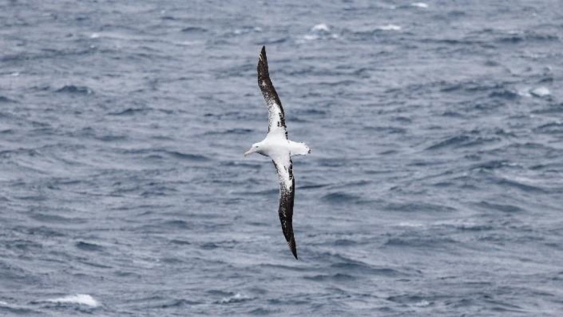 PLA24-24, Day 12, Bird 2 © Unknown photographer - Oceanwide Expeditions.jpg