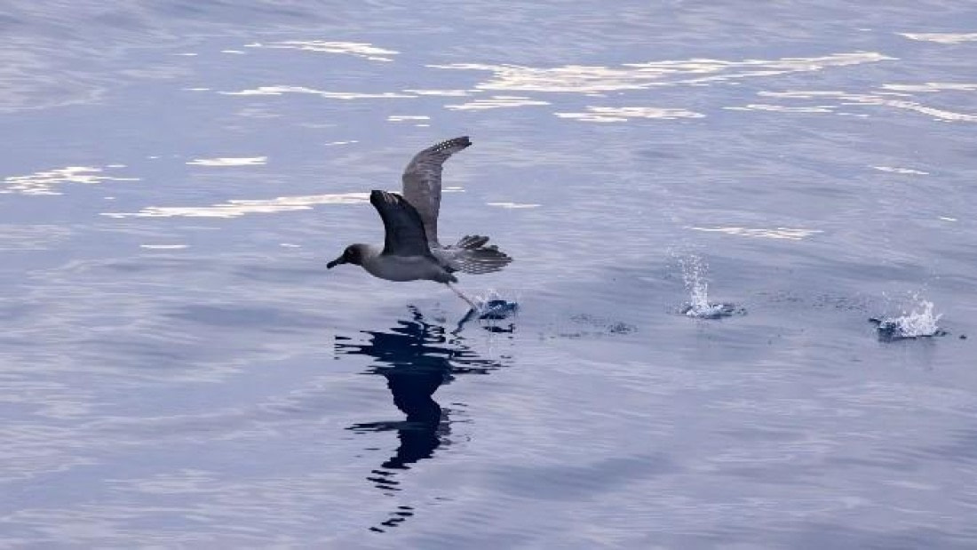 PLA24-24, Day 12, Bird 3 © Unknown photographer - Oceanwide Expeditions.jpg