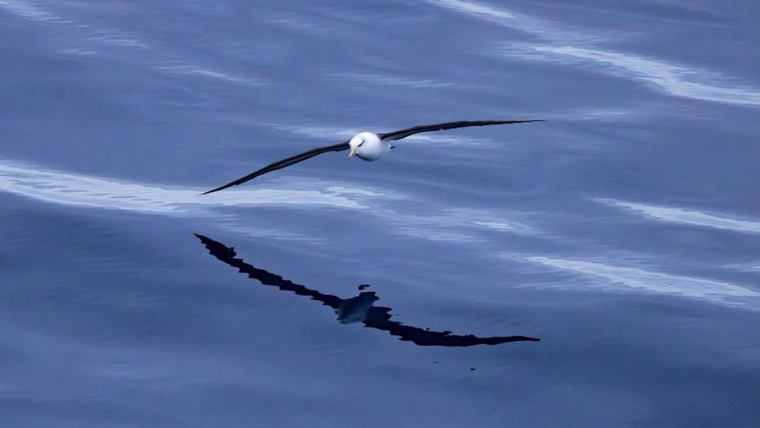 PLA24-24, Day 12, Bird 4 © Unknown photographer - Oceanwide Expeditions.jpg