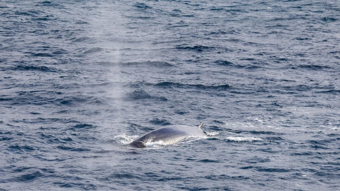 PLA24-24, Day 12, Whale © Unknown photographer - Oceanwide Expeditions.jpg
