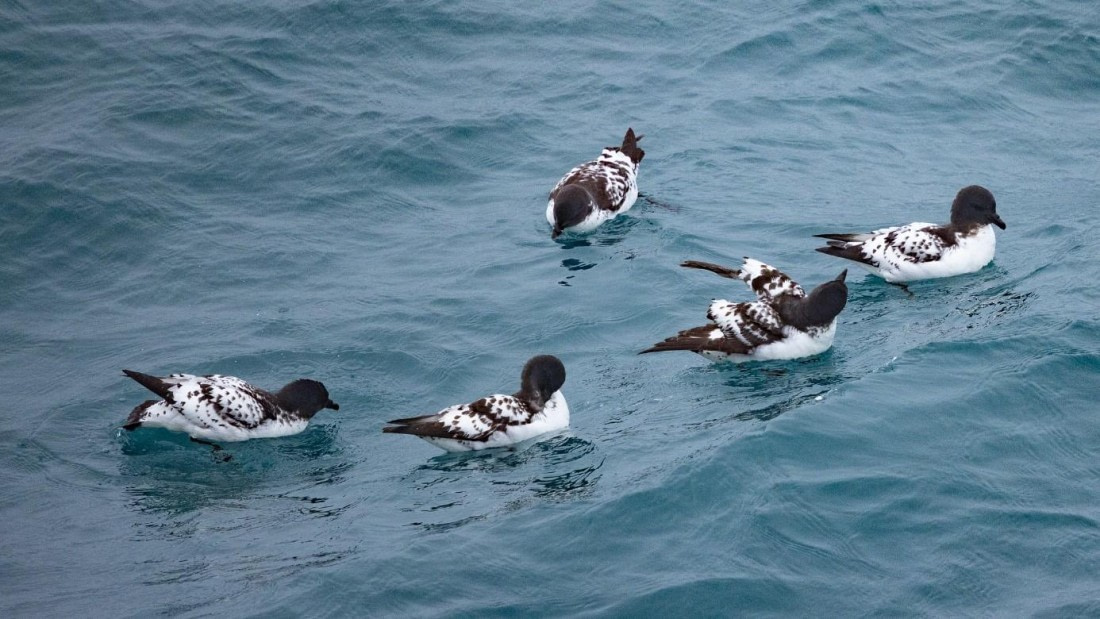 PLA24-24, Day 13, Birds © Unknown photographer - Oceanwide Expeditions.jpg