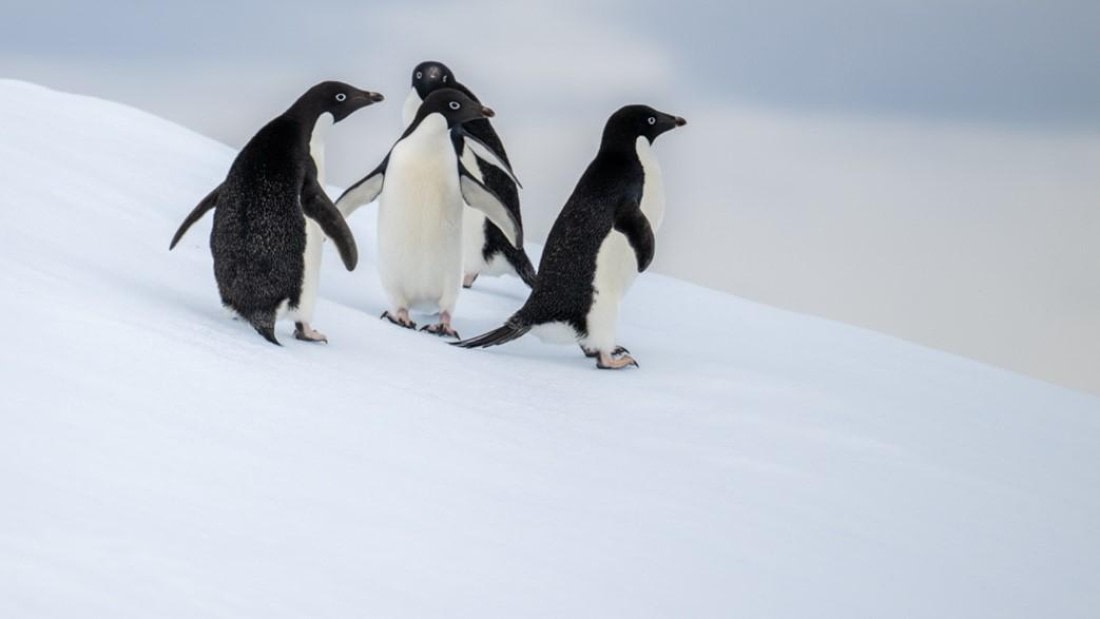 PLA24-24, Day 14, Penguins © Unknown photographer - Oceanwide Expeditions.jpg