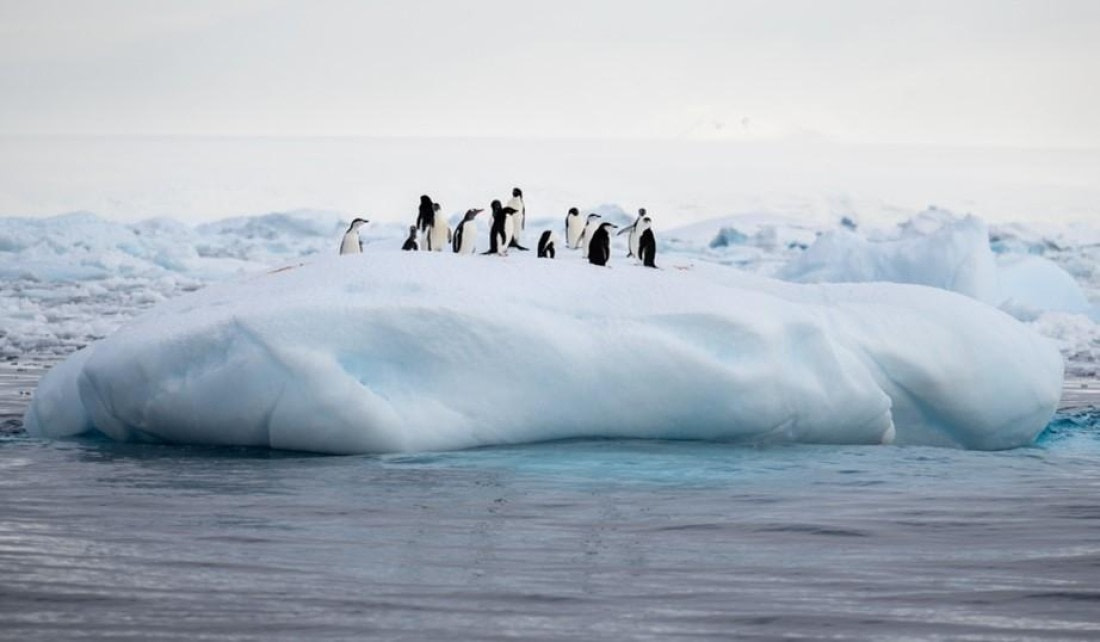 PLA24-24, Day 14, Penguins on ice © Unknown photographer - Oceanwide Expeditions.jpg