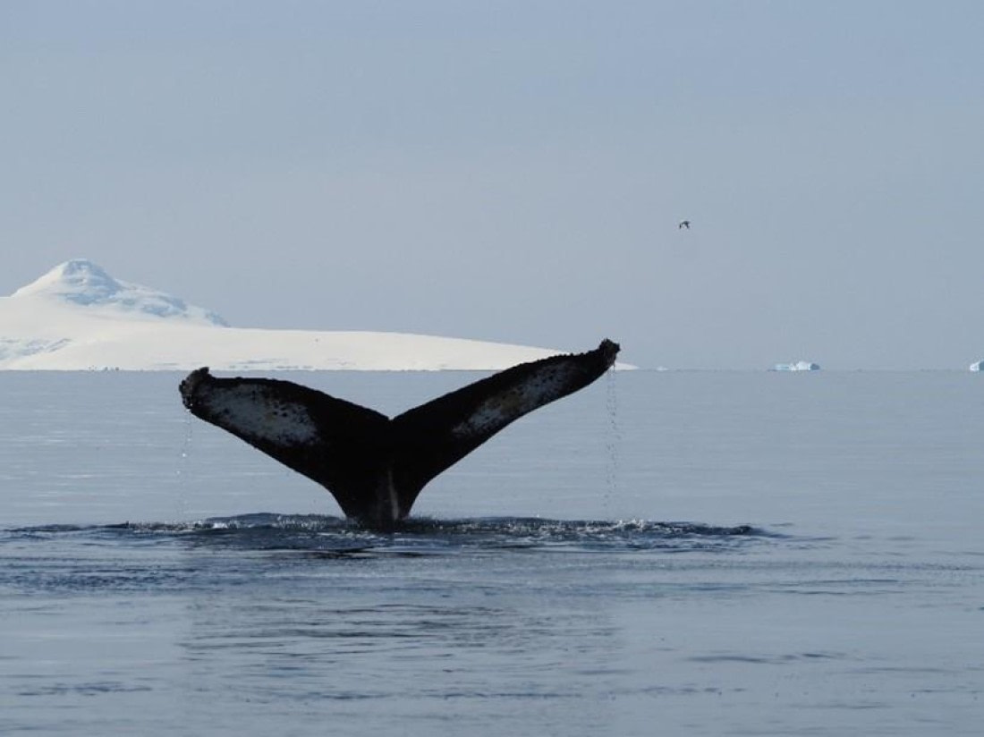 PLA24-24, Day 15, Whale © Unknown photographer - Oceanwide Expeditions.jpg