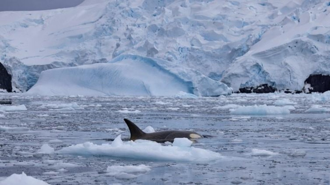 PLA24-24, Day 16, Orca © Unknown photographer - Oceanwide Expeditions.jpg