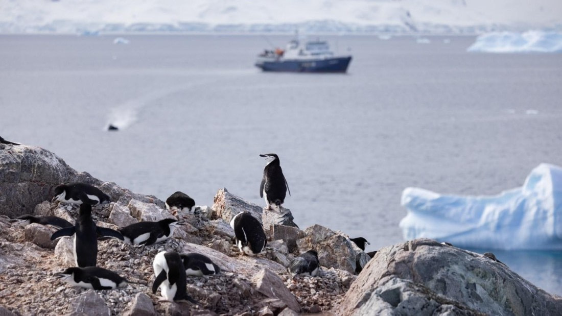 PLA24-24, Day 16, Penguins and Plancius © Unknown photographer - Oceanwide Expeditions.jpg