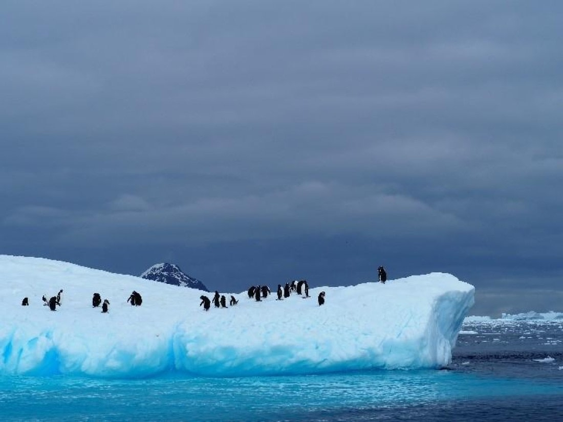 PLA24-24, Day 16, Penguins on ice © Unknown photographer - Oceanwide Expeditions.jpg