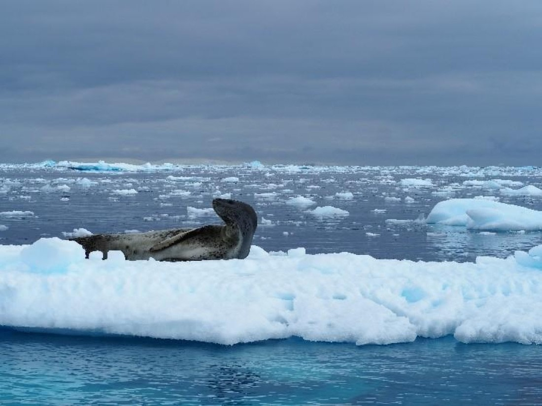 PLA24-24, Day 16, Seal on ice © Unknown photographer - Oceanwide Expeditions.jpg