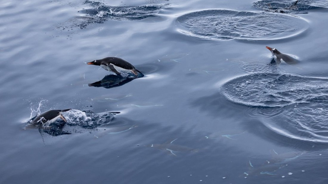 PLA24-24, Day 16, Swimming gentoos © Unknown photographer - Oceanwide Expeditions.jpg