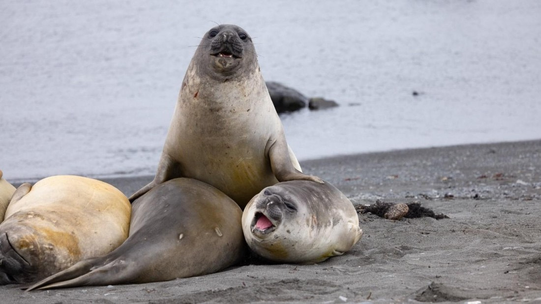 PLA24-24, Day 17, Elephant seals © Unknown photographer - Oceanwide Expeditions.jpg