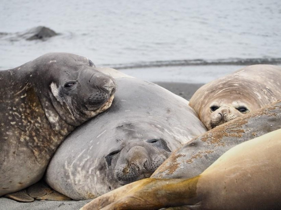 PLA24-24, Day 17, Elephant seals 2 © Unknown photographer - Oceanwide Expeditions.jpg