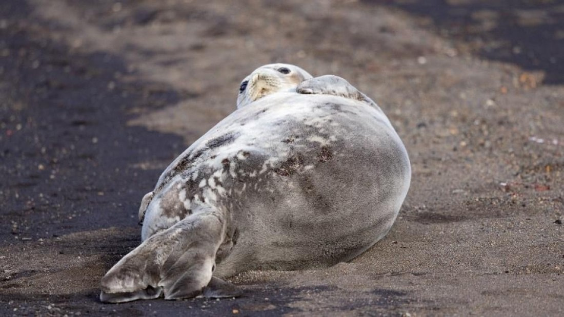 PLA24-24, Day 17, Seal © Unknown photographer - Oceanwide Expeditions.jpg
