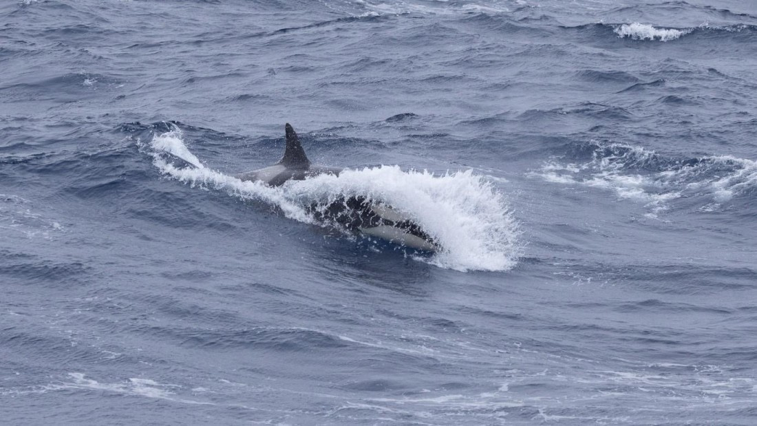 PLA24-24, Day 18, Orca © Unknown photographer - Oceanwide Expeditions.jpg