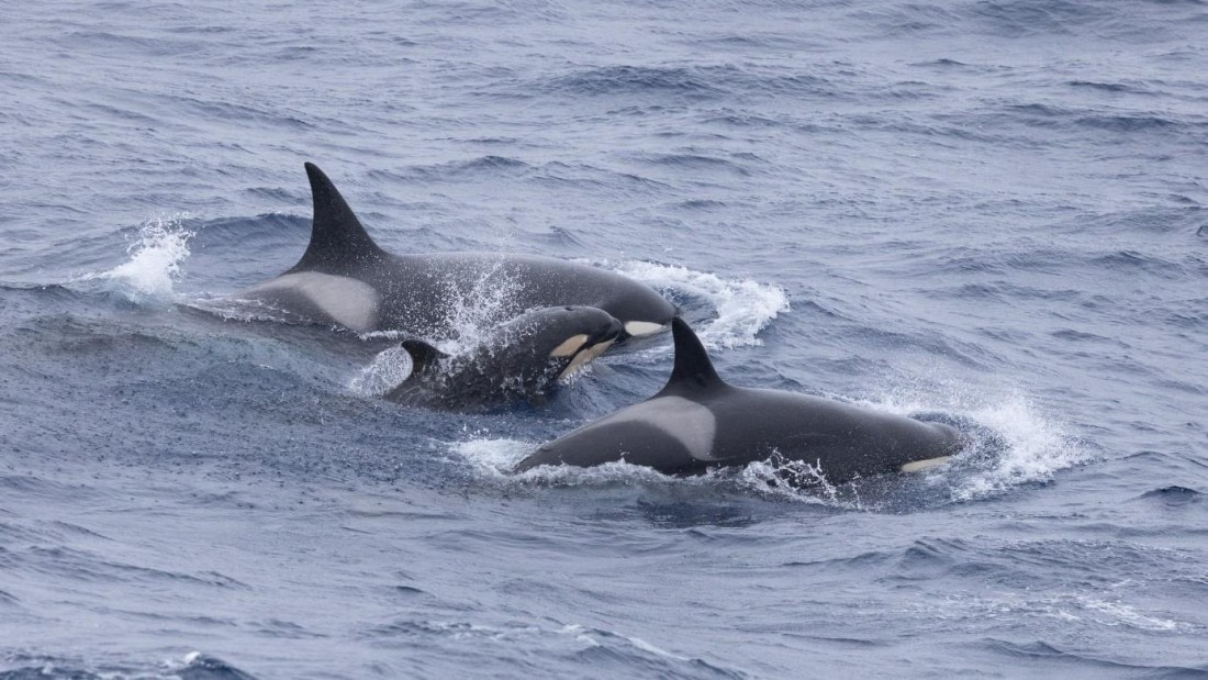 PLA24-24, Day 18, Orcas © Unknown photographer - Oceanwide Expeditions.jpg