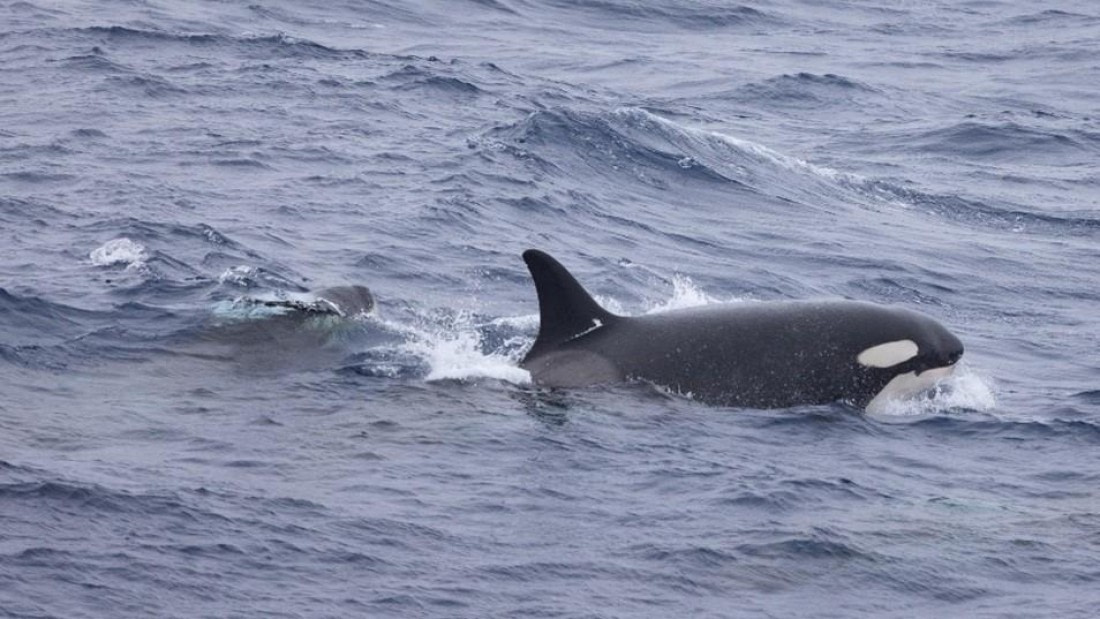 PLA24-24, Day 18, Orcas 2 © Unknown photographer - Oceanwide Expeditions.jpg