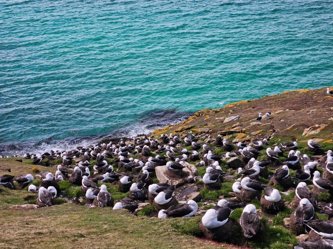PLA24-24, Day 3, Black-browed albatrosses © Unknown photographer - Oceanwide Expeditions.jpg