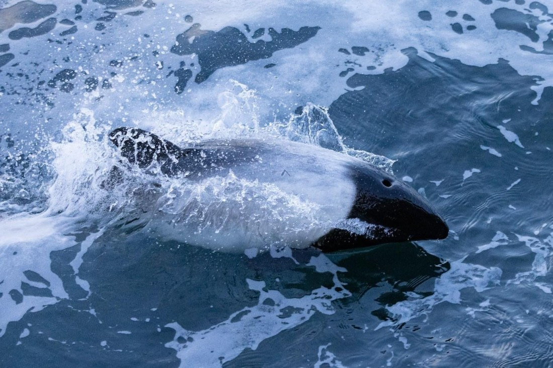 PLA24-24, Day 3, Dolphin © Unknown photographer - Oceanwide Expeditions.jpg