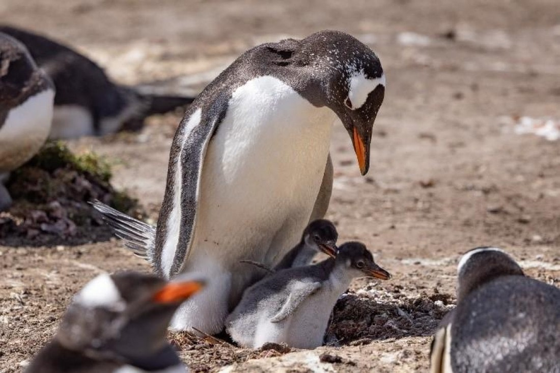 PLA24-24, Day 3, Gentoo penguins © Unknown photographer - Oceanwide Expeditions.jpg