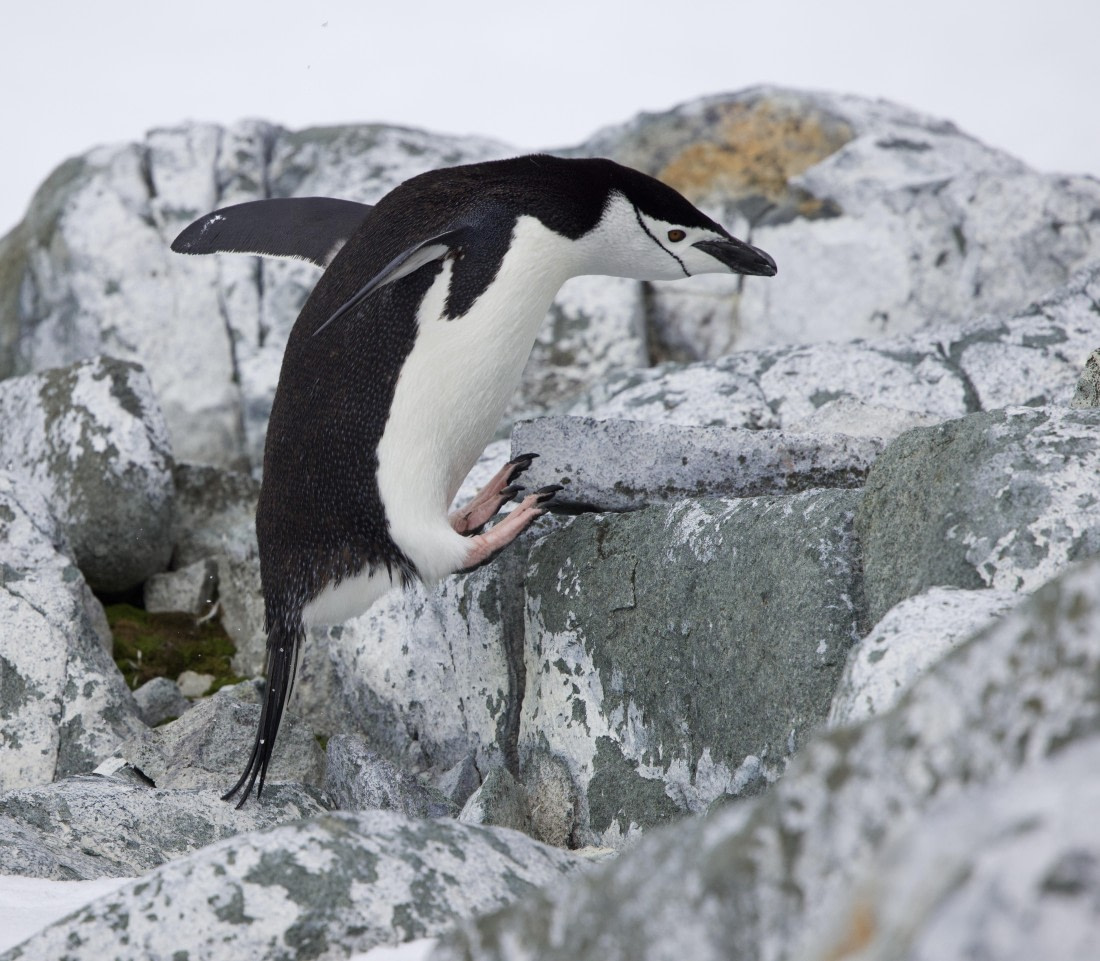 Life of the Flightless