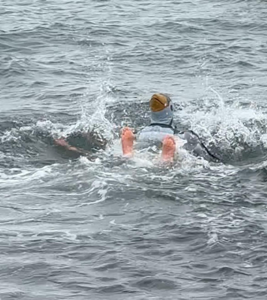 The rare Pink Toed Plunging Penguin