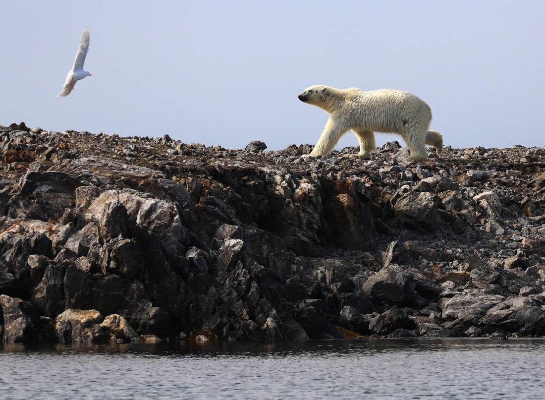 Wondering polar bear
