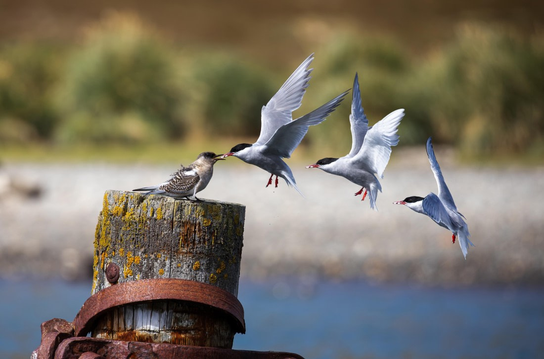 Antarctic tern feeds its chick