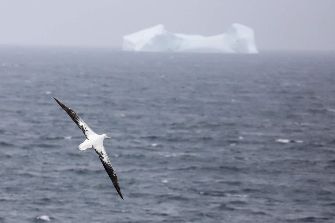Wandering albatross and the iceberg