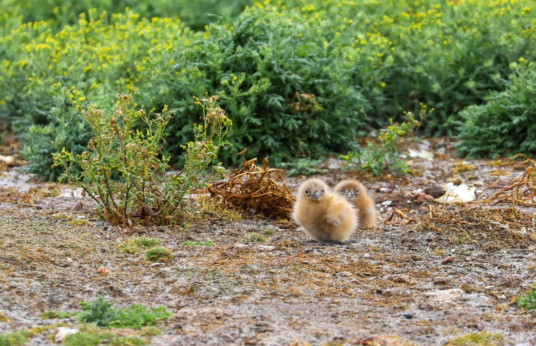 Skua's chicks are so cute!