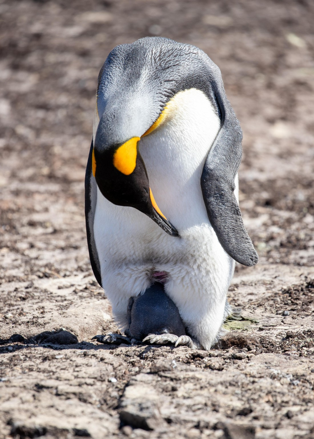 New born king pinguin is hiding from tourist's eyes