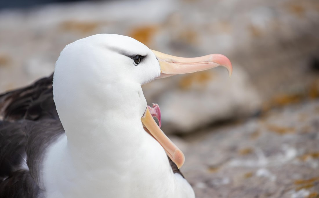 Aaaa..! Maybe I will be louder?!