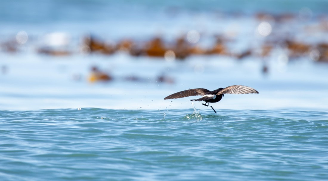 Pincoya Storm-Petrel run by the water