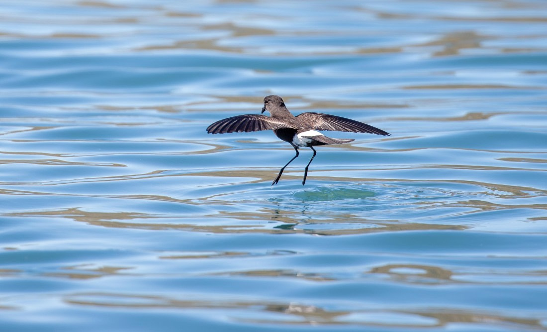 Pincoya Storm-Petrel dancing on the water