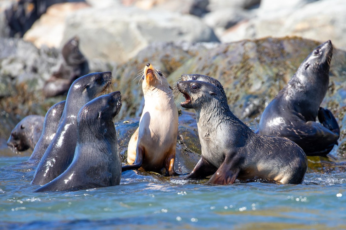 Leucistic fur seal between his friends with standard color