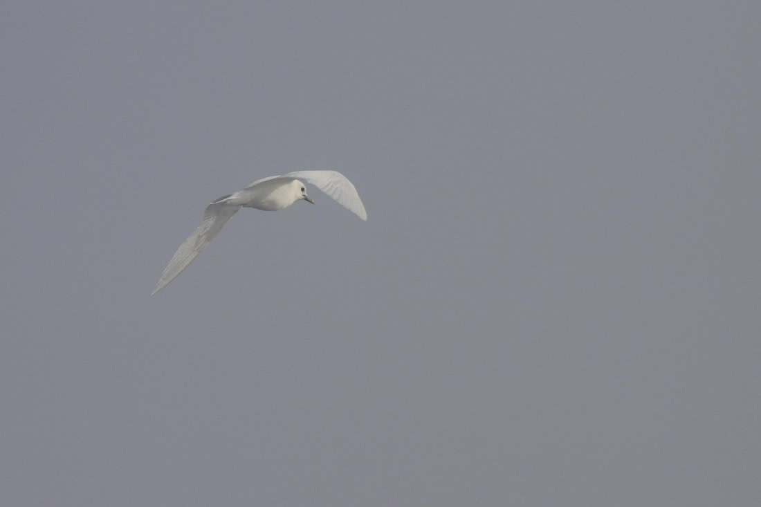 ivory gull