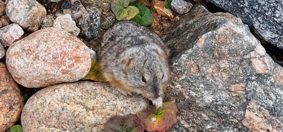 Leming in Ittoqqortoormiit