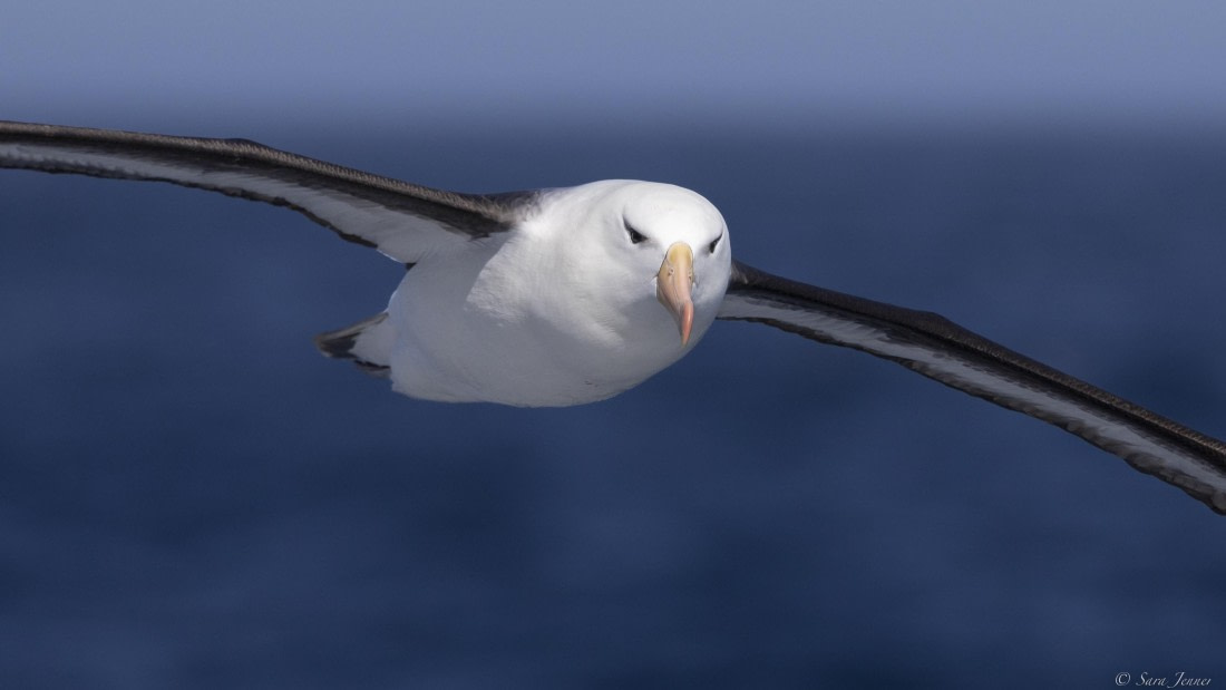 OTL25-25, Day 1, Black browed albatross © Sara Jenner - Oceanwide Expeditions.jpg