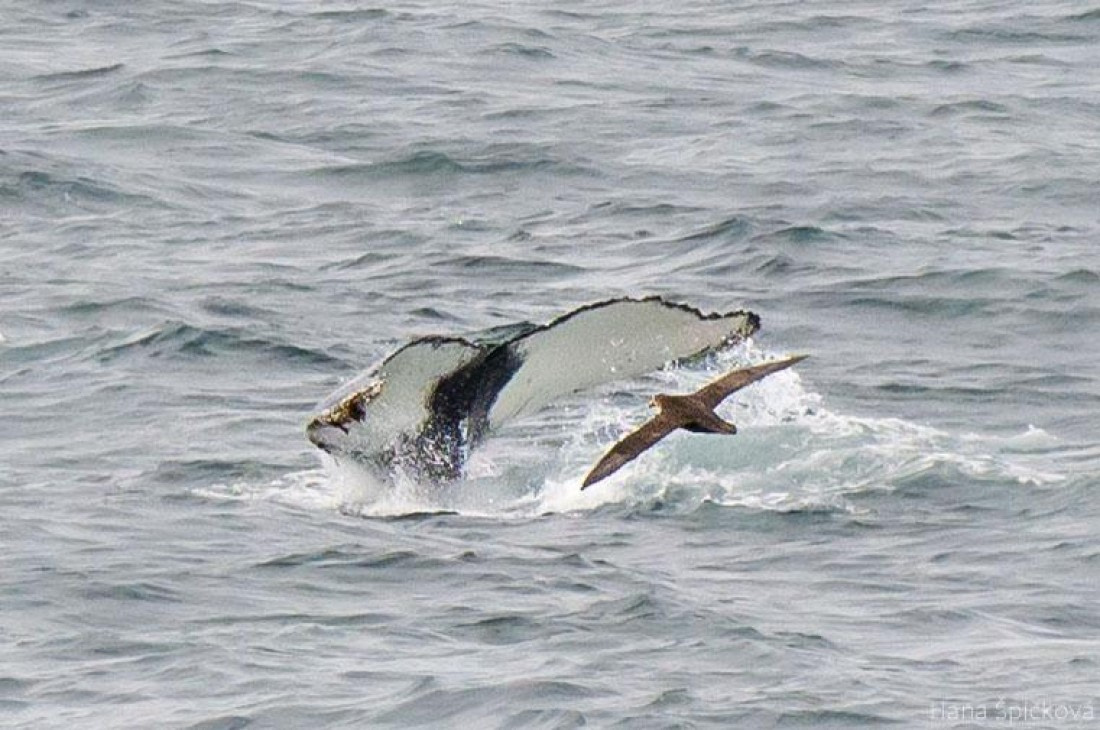 OTL25-25, Day 2, _DSC3280 © Hana Spickova - Oceanwide Expeditions.jpeg