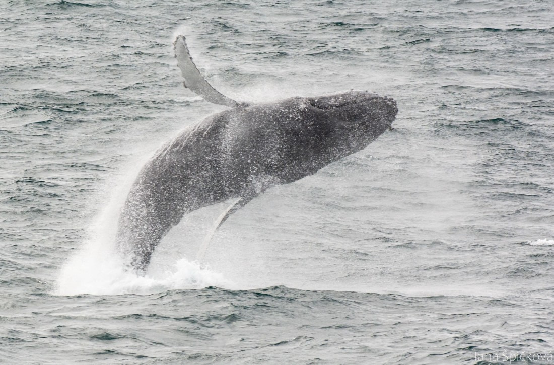 OTL25-25, Day 2, _DSC3301 © Hana Spickova - Oceanwide Expeditions.jpeg