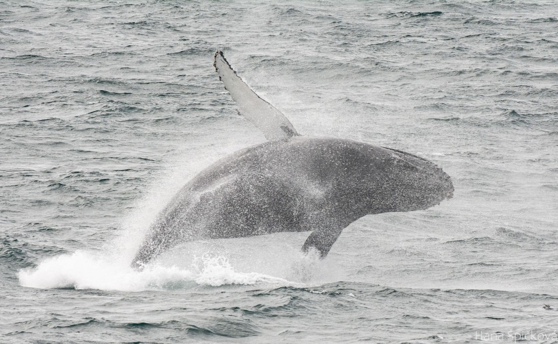 OTL25-25, Day 2, _DSC3302 © Hana Spickova - Oceanwide Expeditions.jpeg