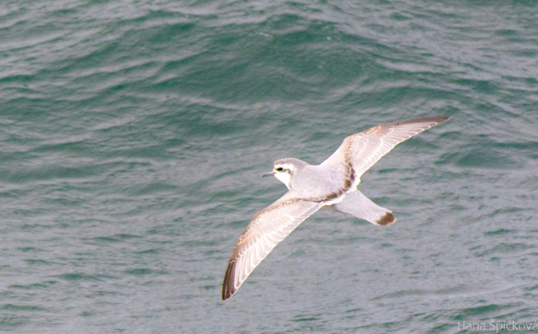 OTL25-25, Day 2, _DSC3326 © Hana Spickova - Oceanwide Expeditions.jpeg