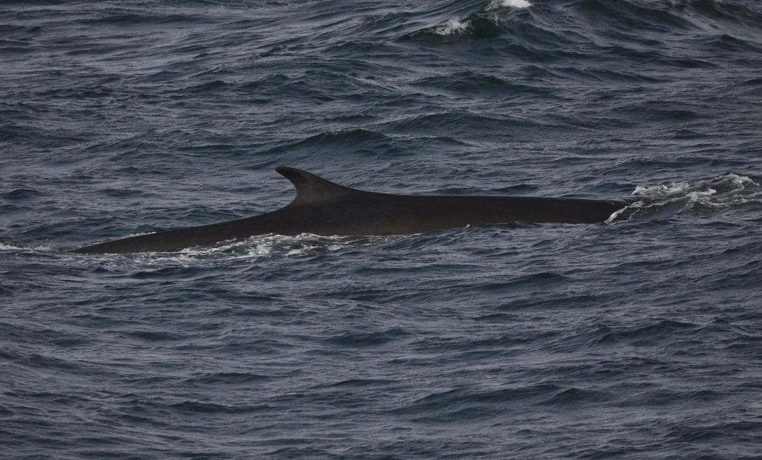 OTL25-25, Day 2, FW © Unknown photographer - Oceanwide Expeditions.JPG