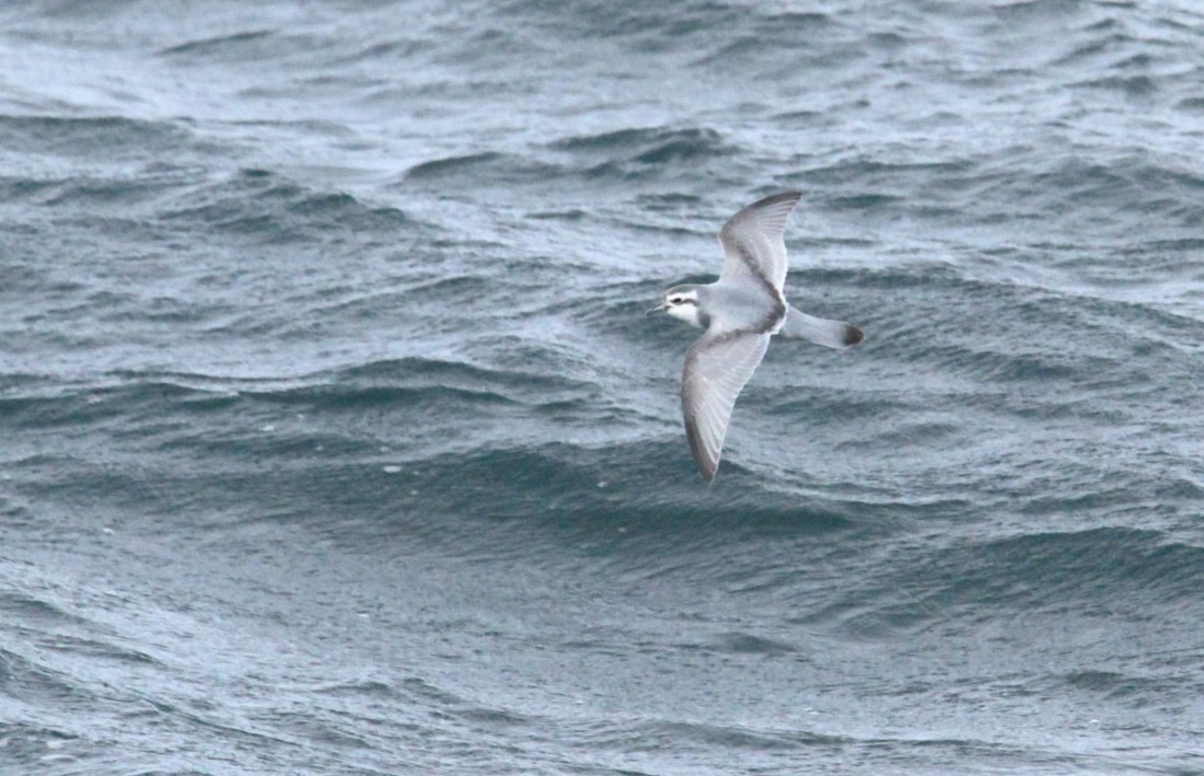 OTL25-25, Day 2, IMG_1016 © Unknown photographer - Oceanwide Expeditions.JPG